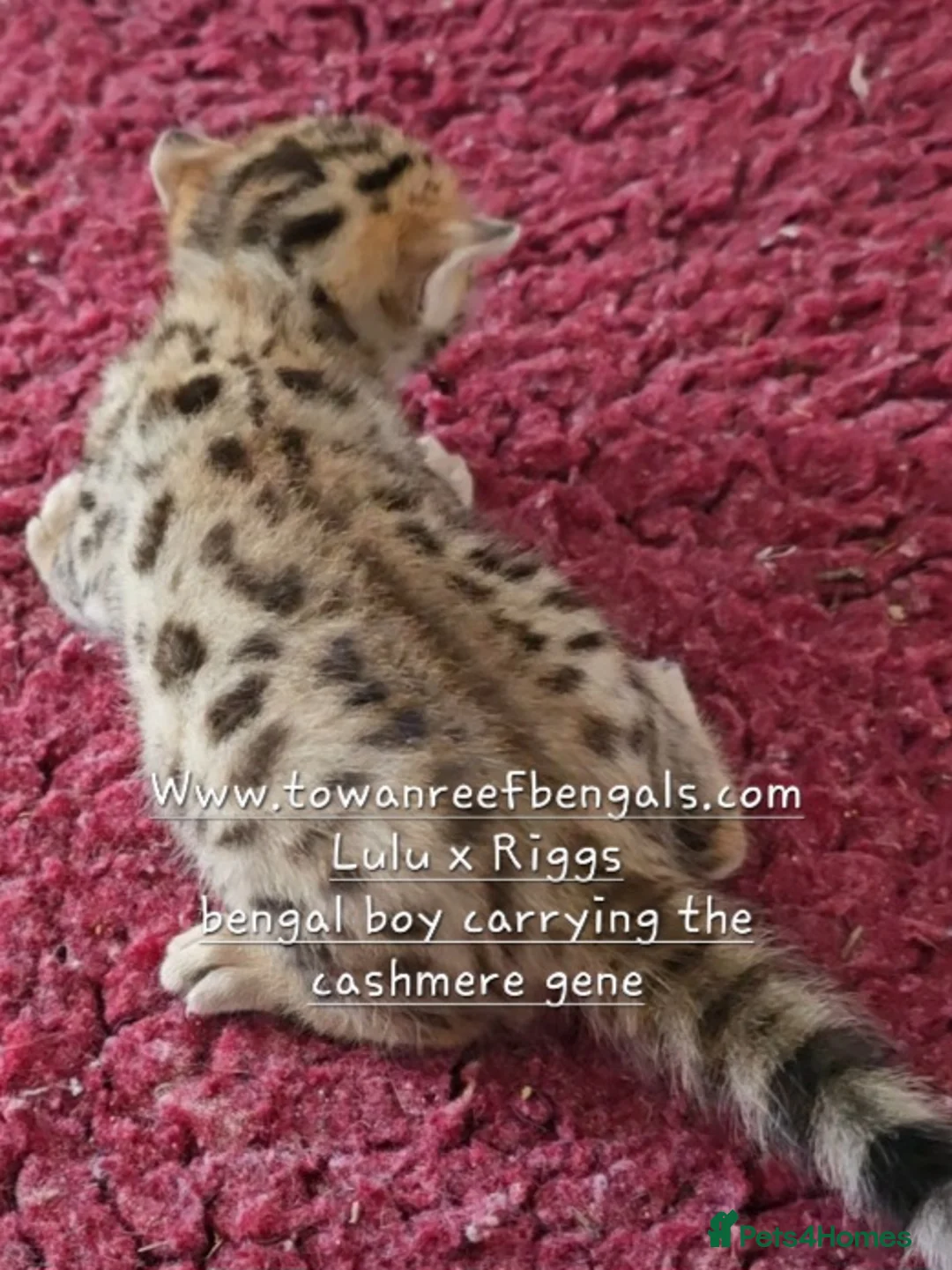 Bengal cats for sale: Tica registered bengal and rare cashmere kittens - Advert 1