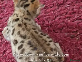 Bengal cats Tica registered bengal and rare cashmere kittens - Advert 2