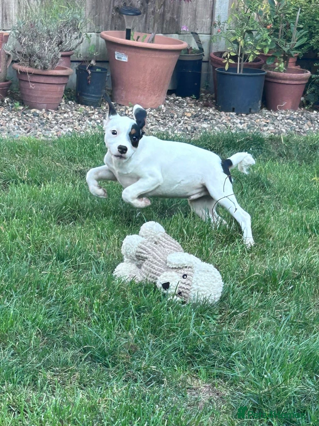 Jack Russell dogs Beautiful Jack Russell Puppies for sale 💙🐶🐾 - Advert 2