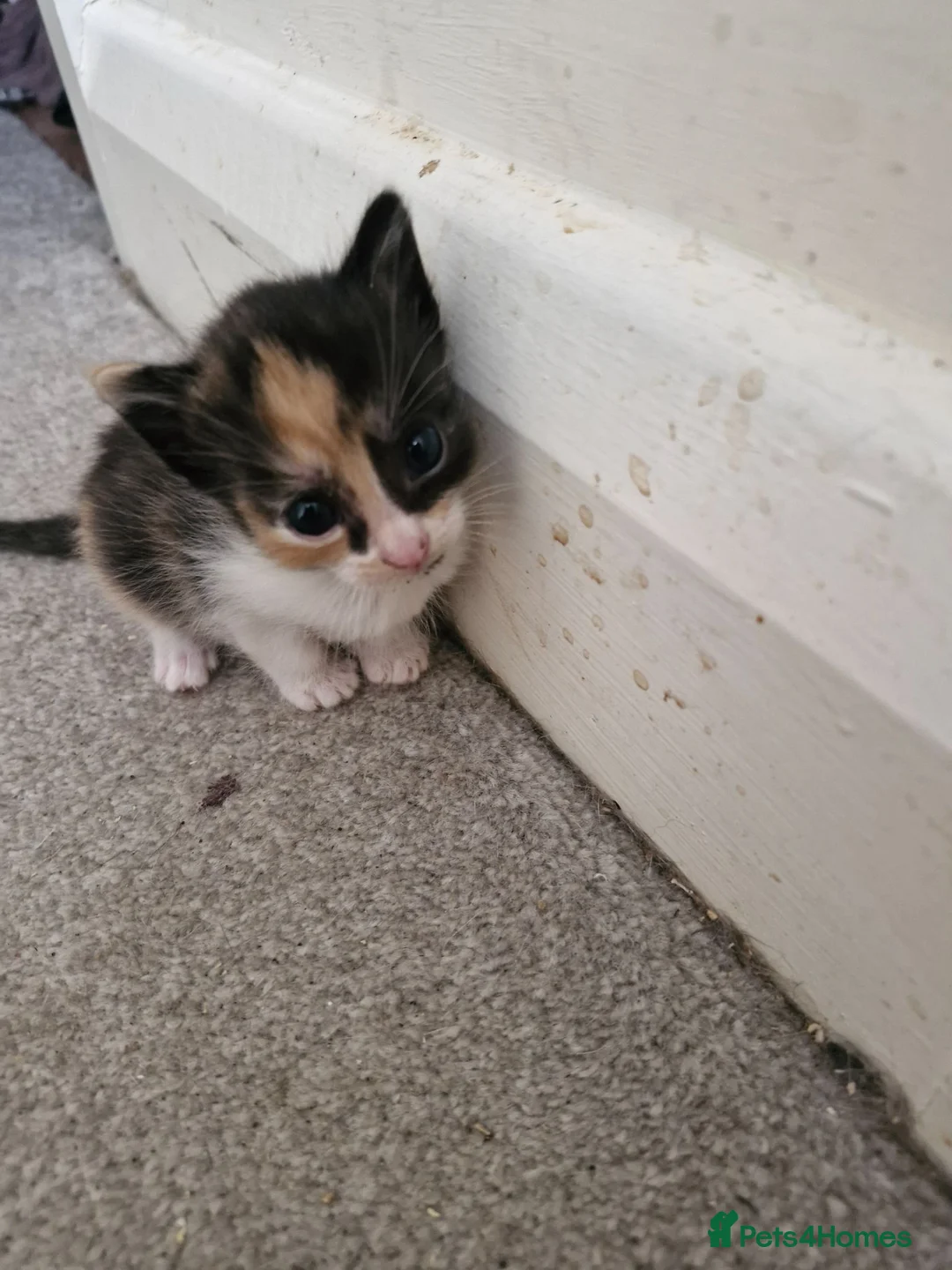 British Shorthair cats for sale: Kittens in Nottingham - Advert 5