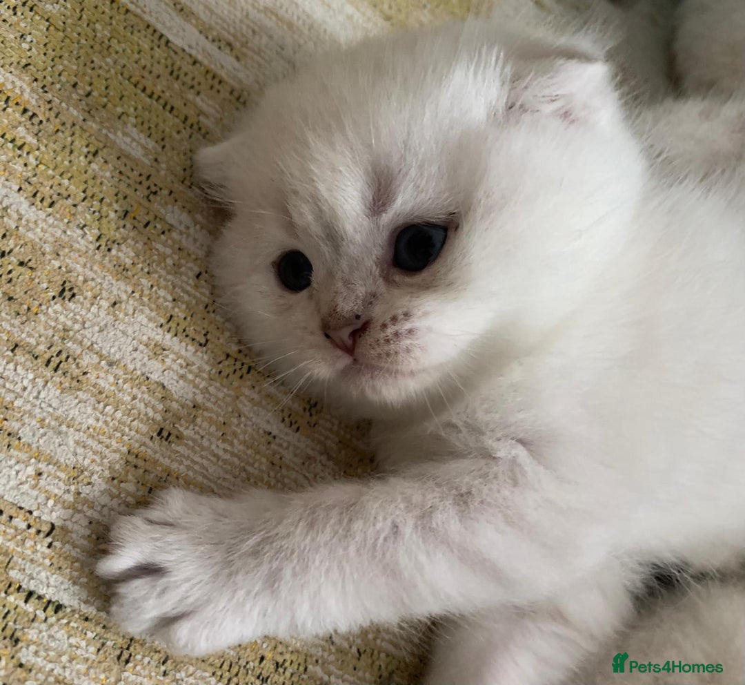 Scottish Fold cats for sale: Scottish Fold Kittens - Image 20
