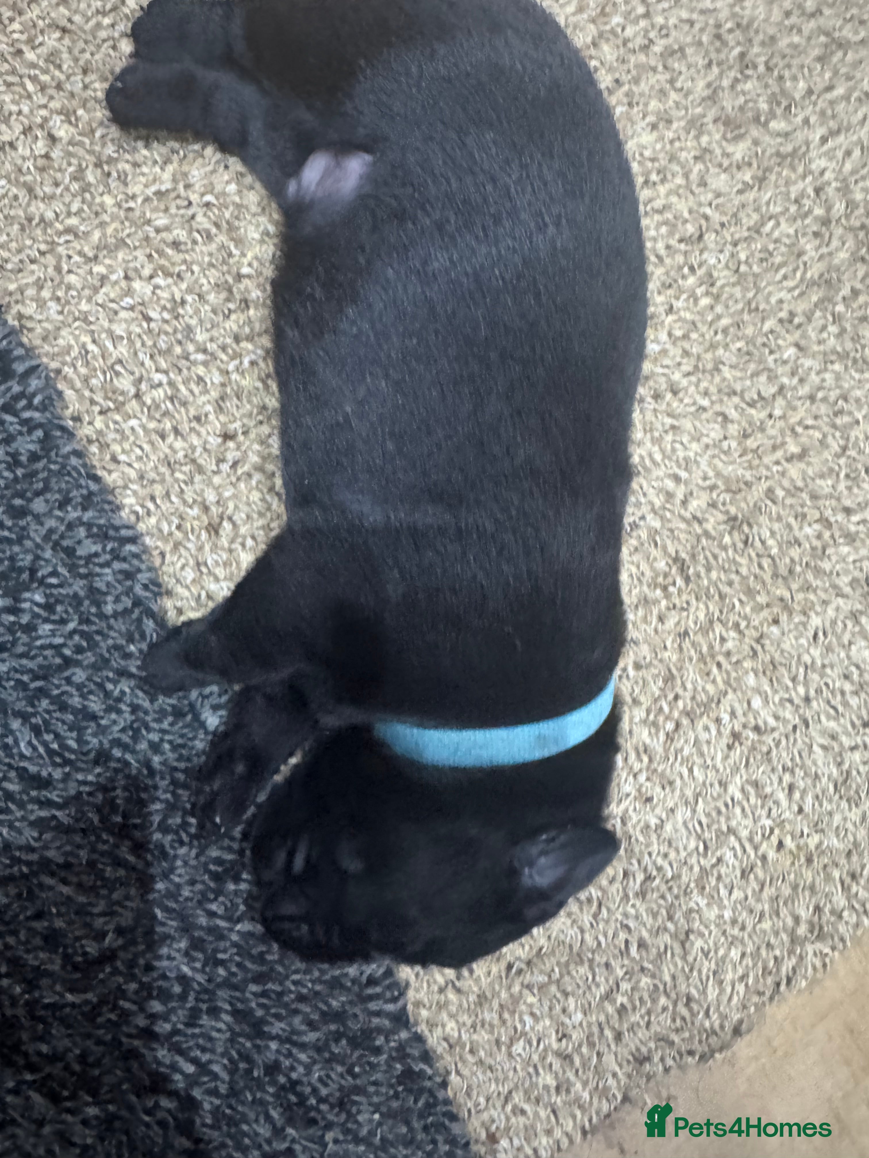 Labrador Retriever dogs Arrived and ready 11 July: Excellent Labradors - Advert 2
