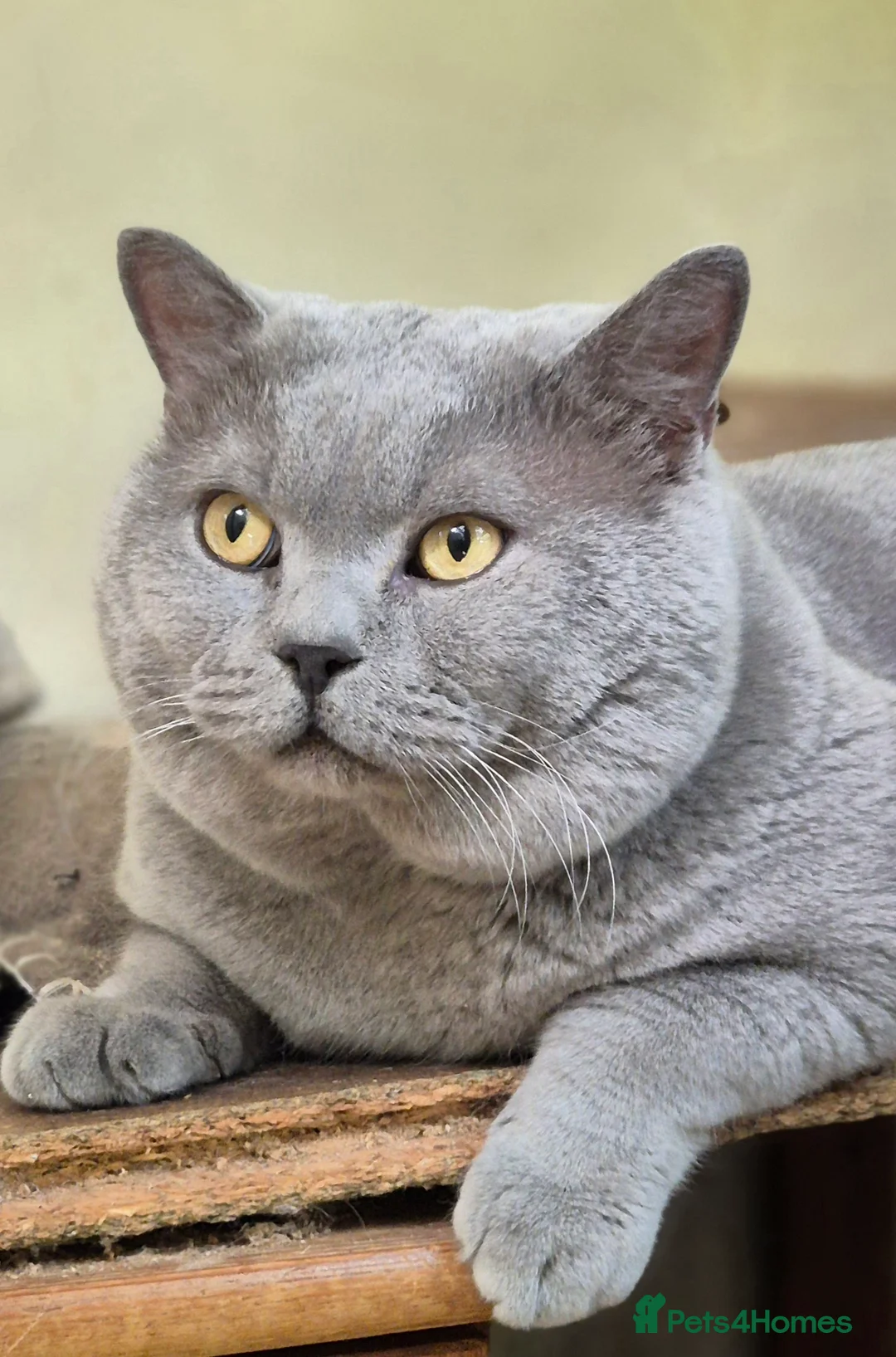 British Shorthair cats for sale: Stunning BSH kitten GCCF Reg Champion sired - Advert 25