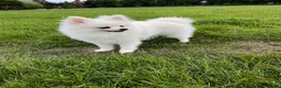 Pomeranian dogs for sale: Stunning little Pomeranian KC white Boy - Advert 10