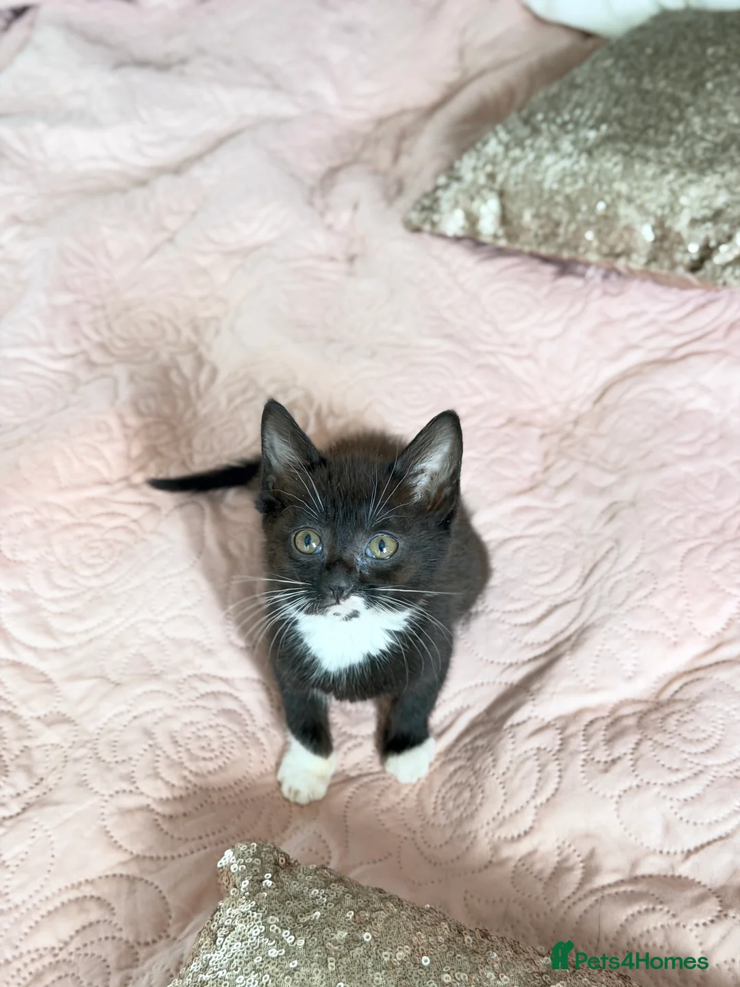 British Shorthair cats for sale: Purr-fect  **  Kittens Ready for new home - Advert 37