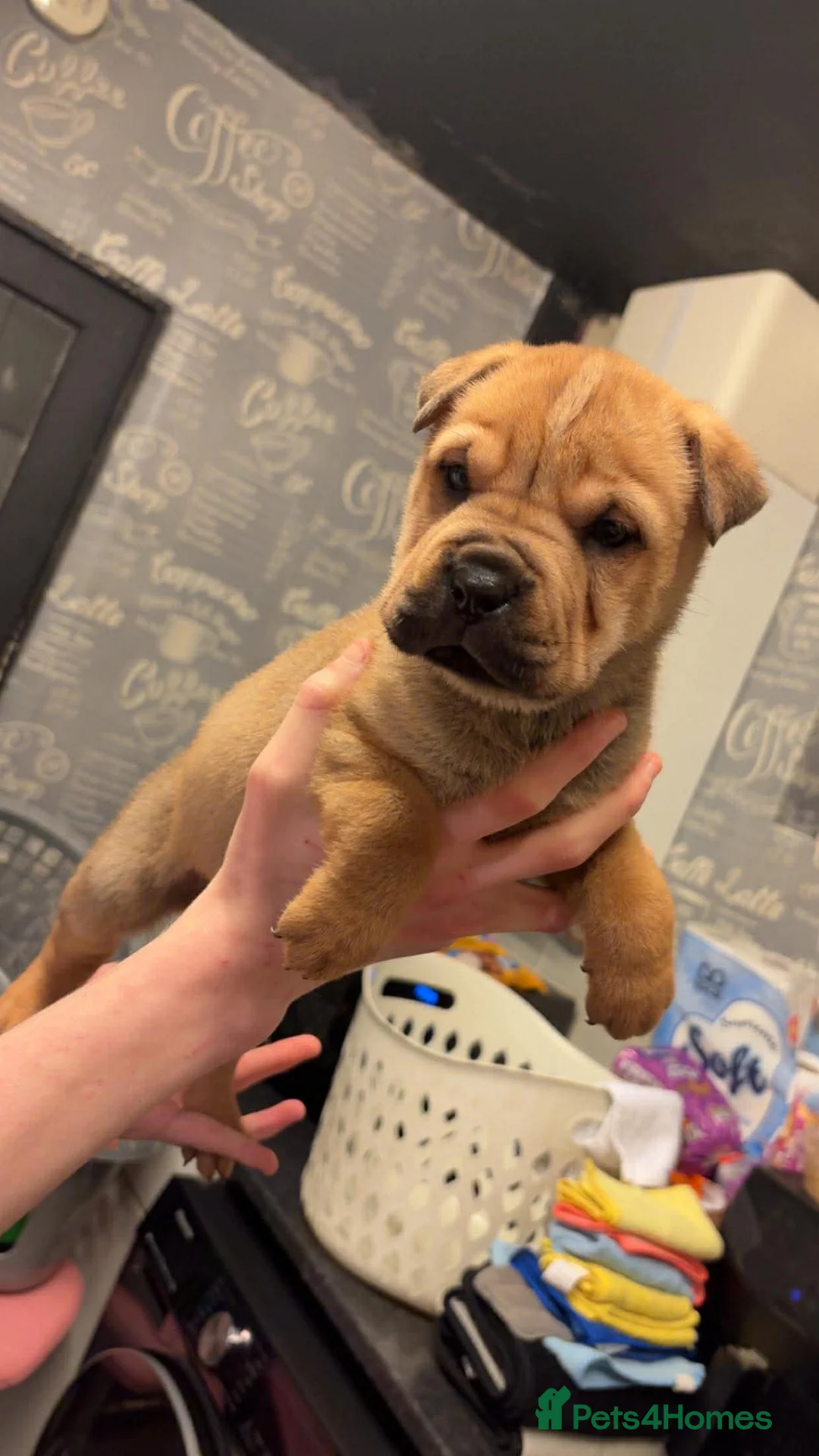 Mixed Breed dogs for sale: 11 chunky rottpei puppys  - Advert 16