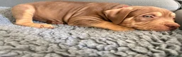 American Bully dogs for sale: Puppies for sale - Advert 5