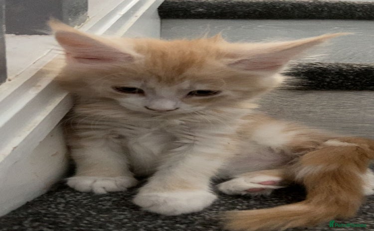 Maine Coon cats - Advert 5