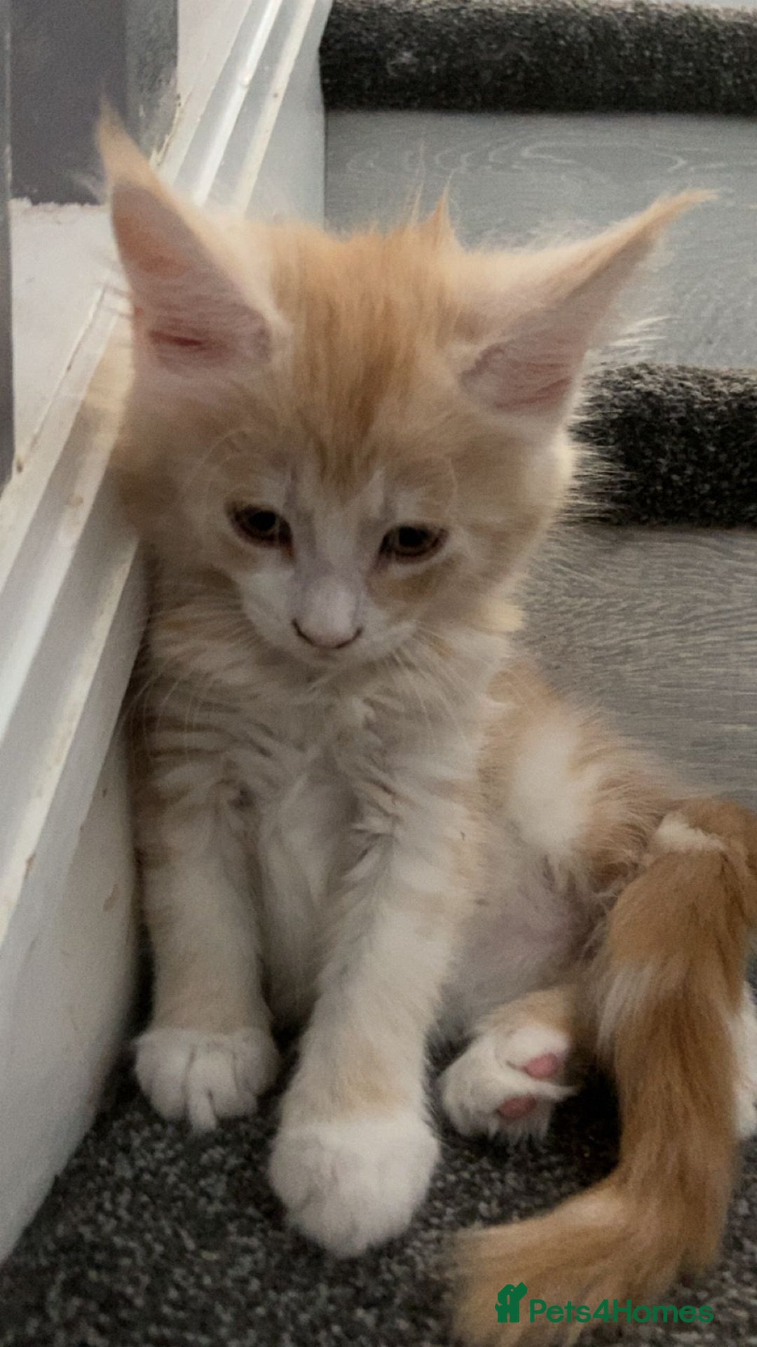 Maine Coon cats for sale: Pure Maine coons fully vaccinated and chipped  - Image 2