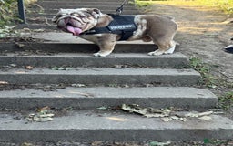 English Bulldog dogs for stud: Grizzly ready to stud  - Image 18