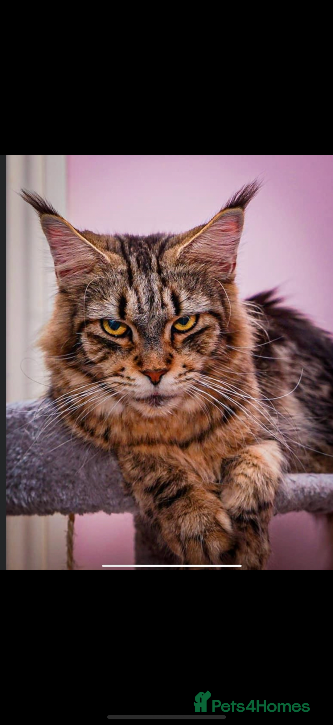 Maine Coon cats for sale: Full breed gorgeous Mainecoon female 2 years old - Advert 4