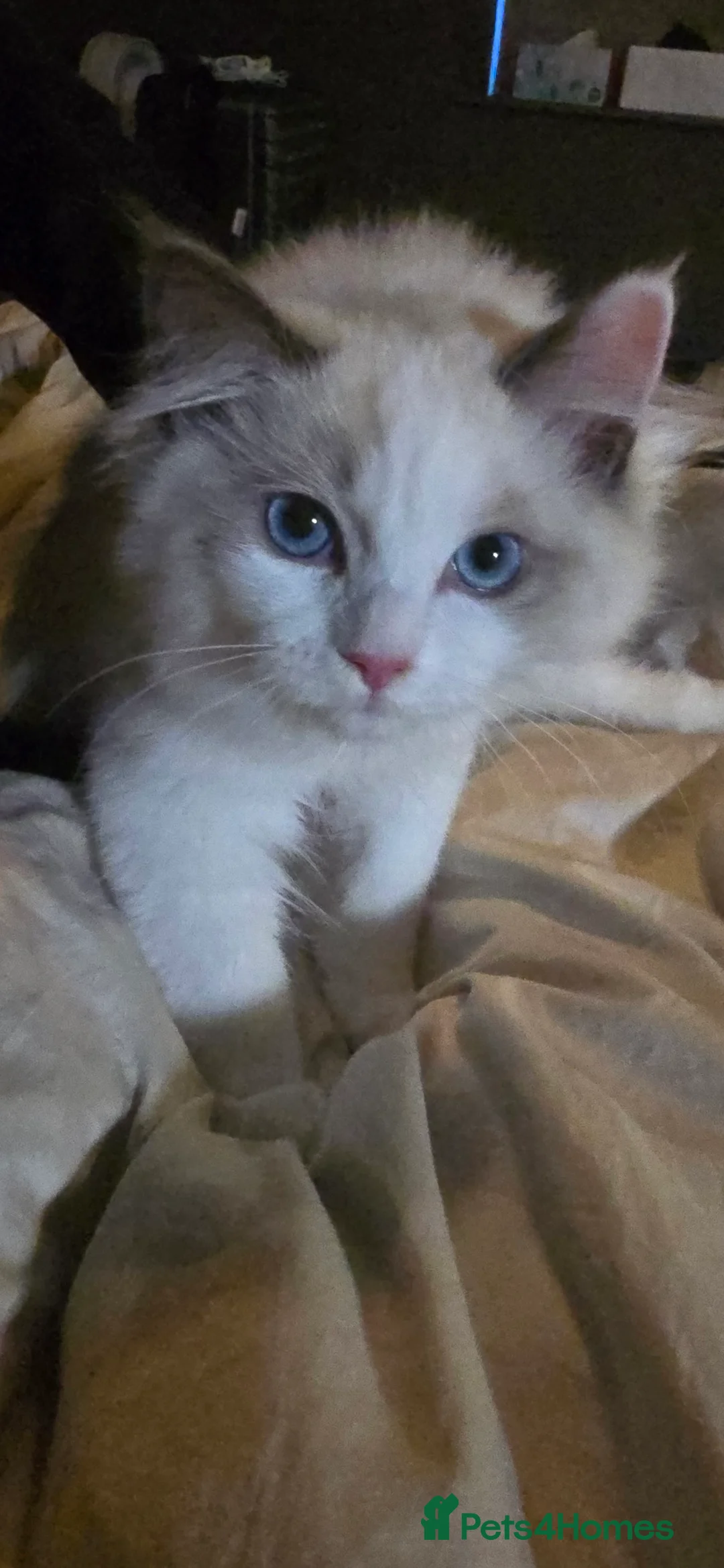 Ragdoll cats for sale: 3 male ragdoll kittens in York - Advert 7
