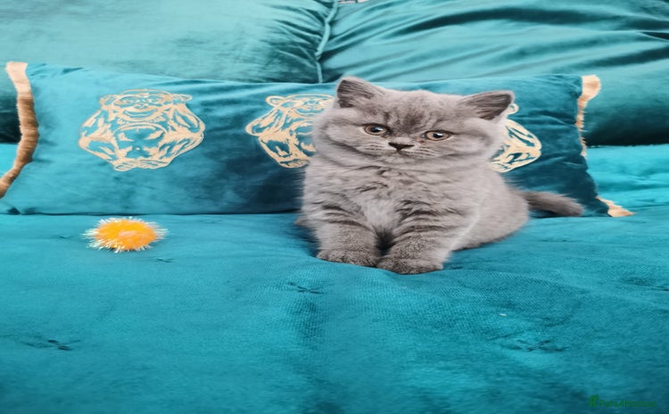 British Shorthair cats - Advert 3