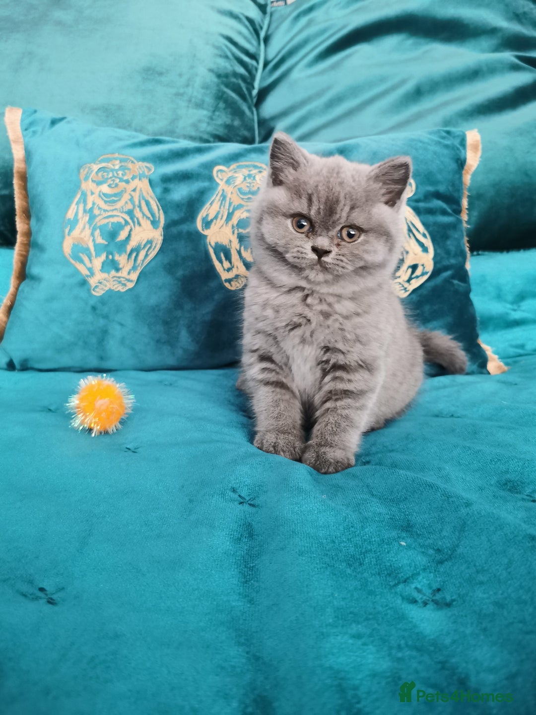 British Shorthair cats for sale: BSH🇬🇧👑🇬🇧💙British Shorthair girl😻💙 Gccf  - Image 5