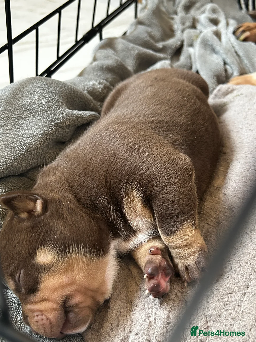 American Bully dogs for sale: New vids litter available in 5 weeks read ad  - Advert 5