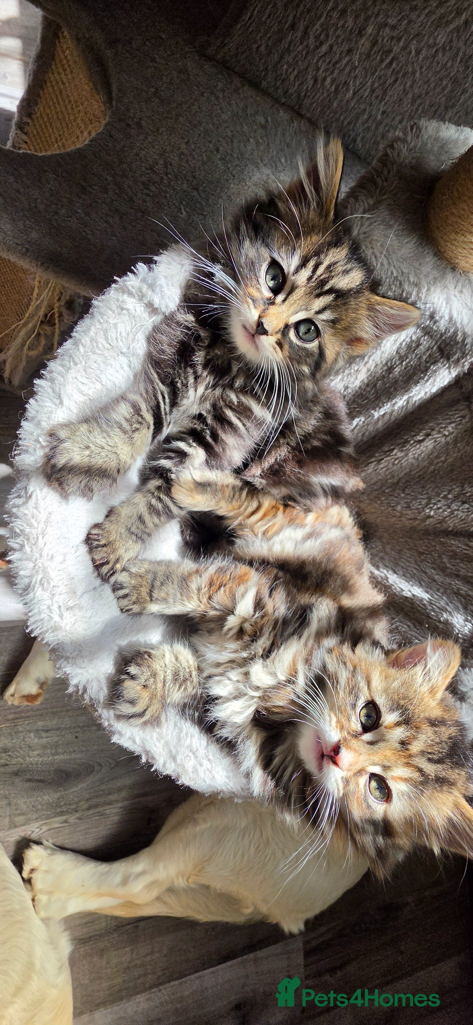 Mixed Breed cats Adorable Mainecoon kittens  - Advert 12