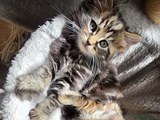 Mixed Breed cats Adorable Mainecoon kittens - Advert 12