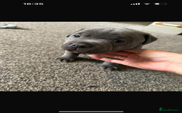 Staffordshire Bull Terrier dogs for sale: Blue Staffordshire bull terrier Staffy ❤️😍 - Image 4