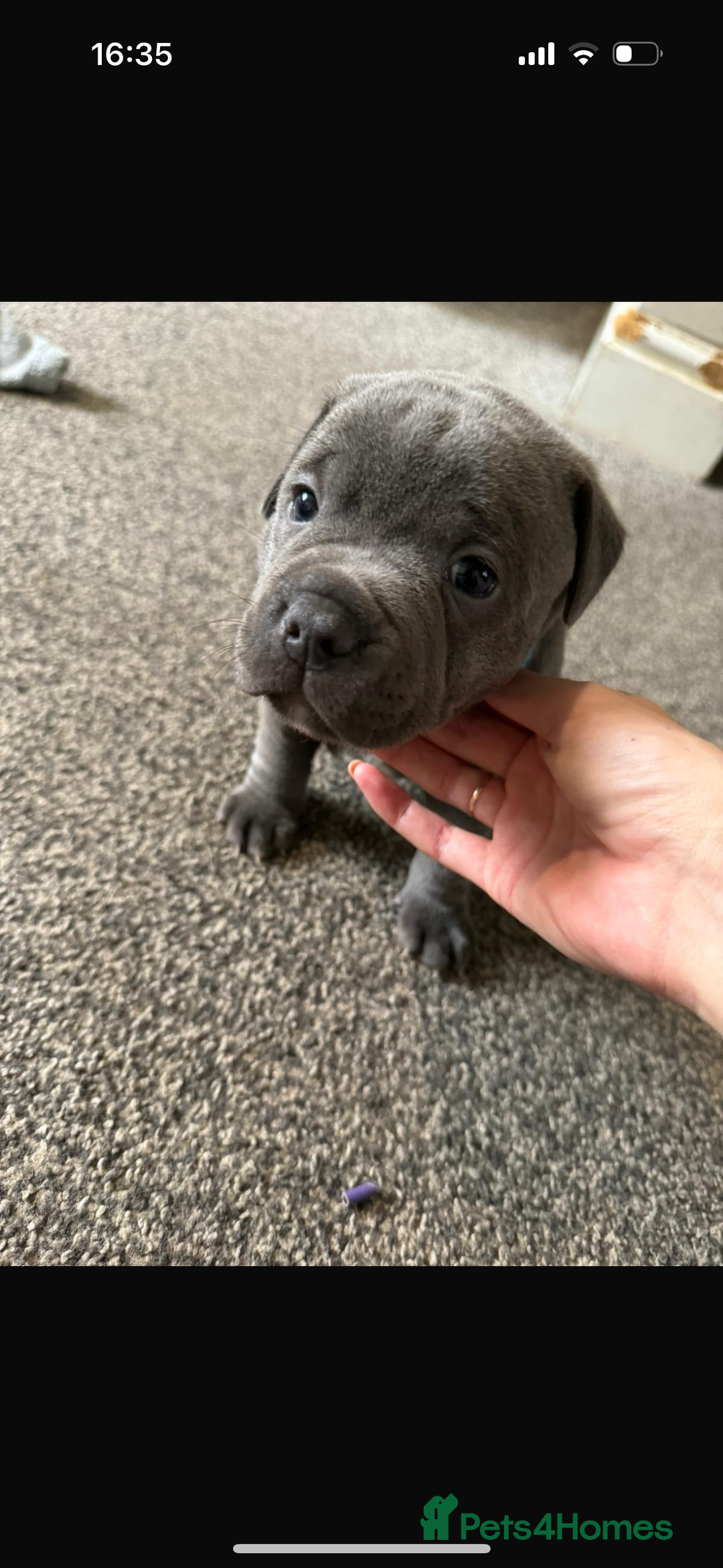 Staffordshire Bull Terrier dogs for sale: Blue Staffordshire bull terrier Staffy ❤️😍 - Image 4