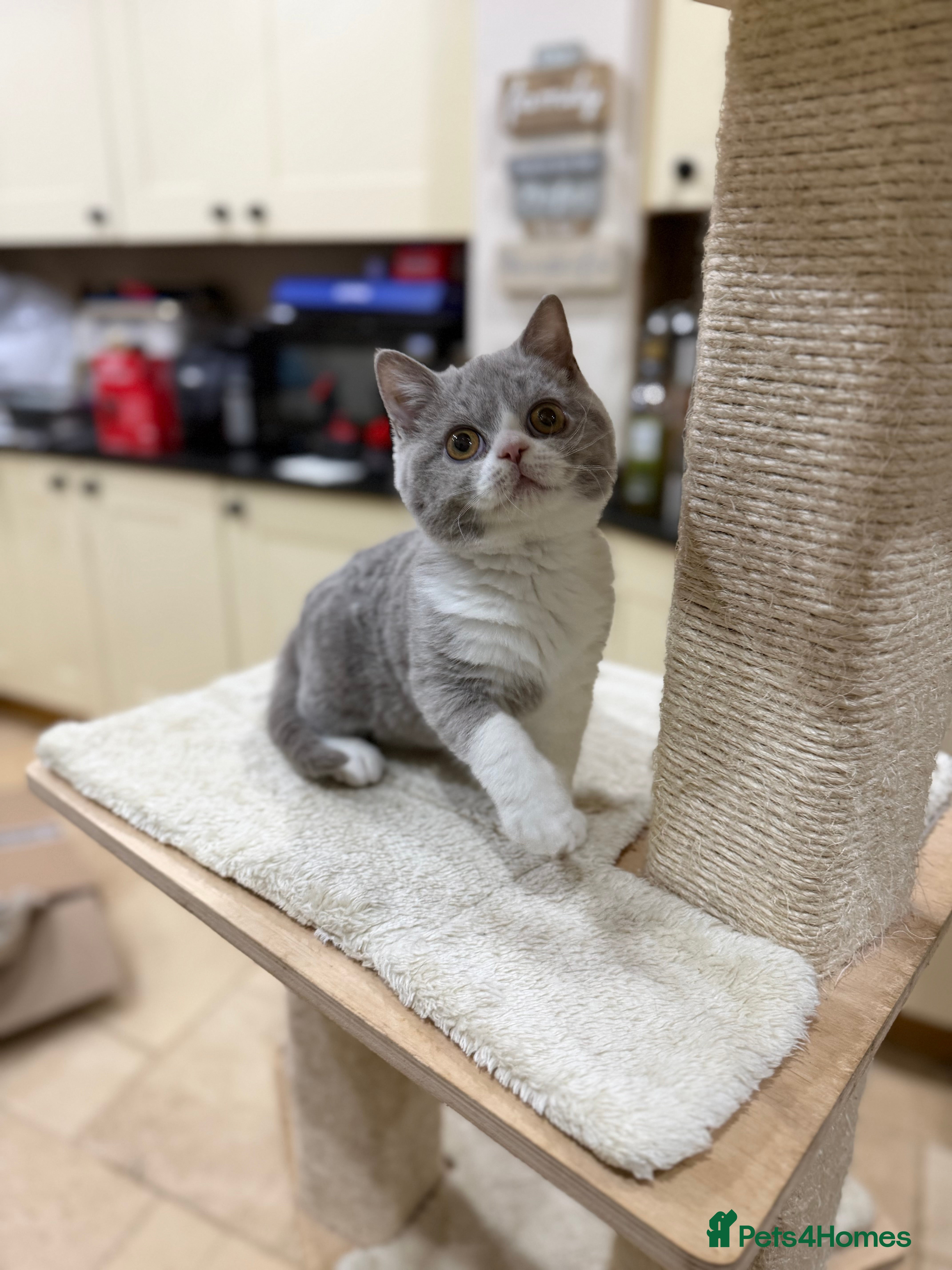 British Shorthair cats Full Pedigree Registered BSH  - Advert 3
