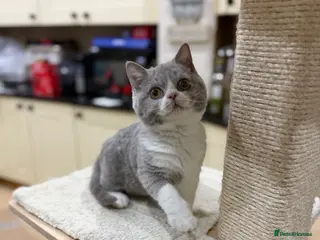 British Shorthair cats Full Pedigree Registered BSH - Advert 17