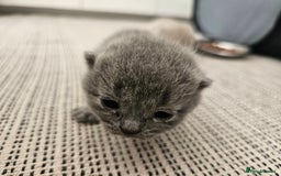 British Shorthair cats for sale: British Shorthair x Scottish Fold - Image 7