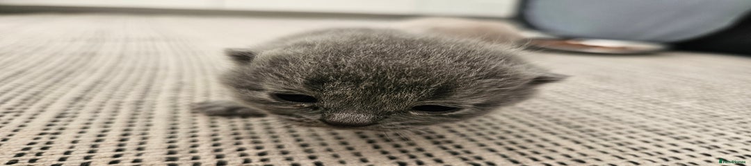 British Shorthair Kitten 3