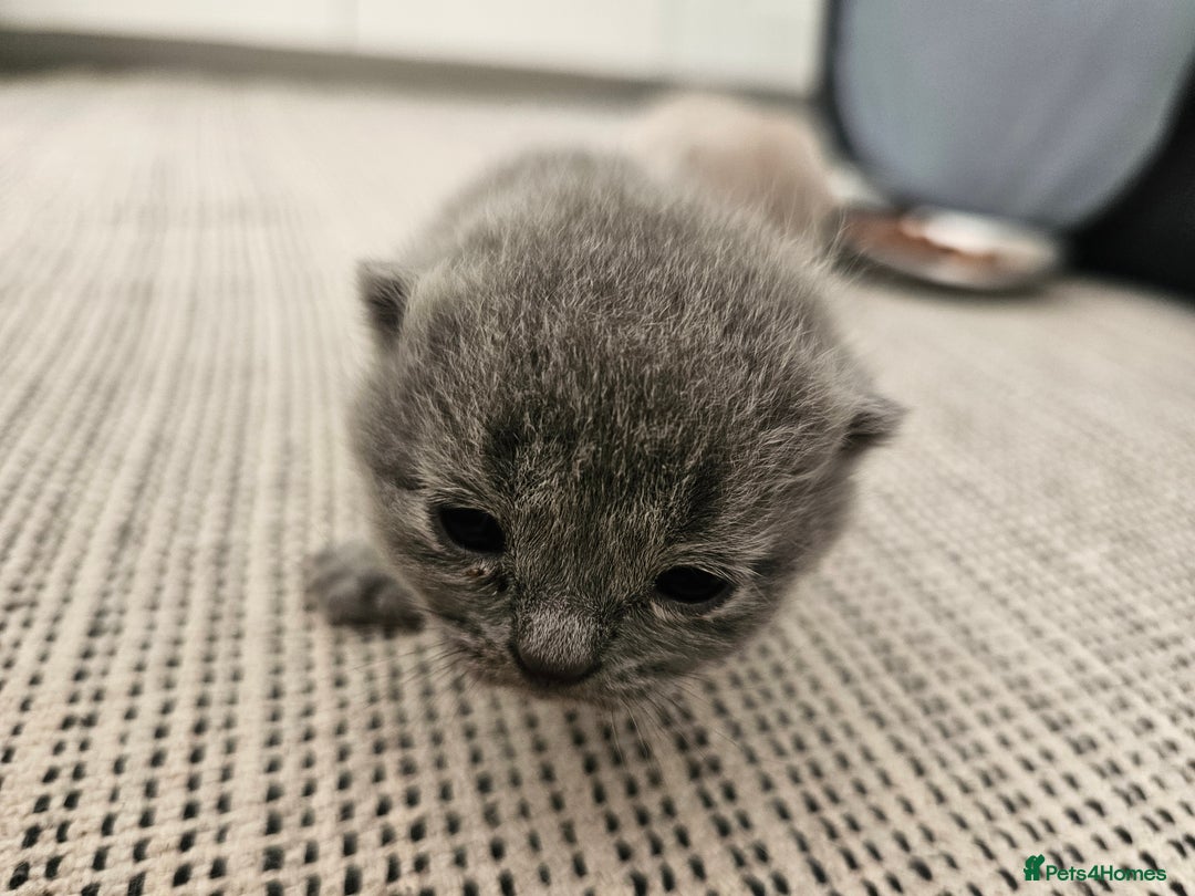 British Shorthair cats for sale: British Shorthair x Scottish Fold - Image 7