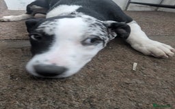 Mixed Breed dogs for sale: Three pups for sale  - Image 10