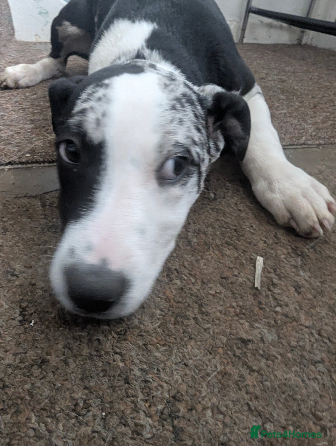 Mixed Breed dogs for sale: Three pups for sale  - Image 10
