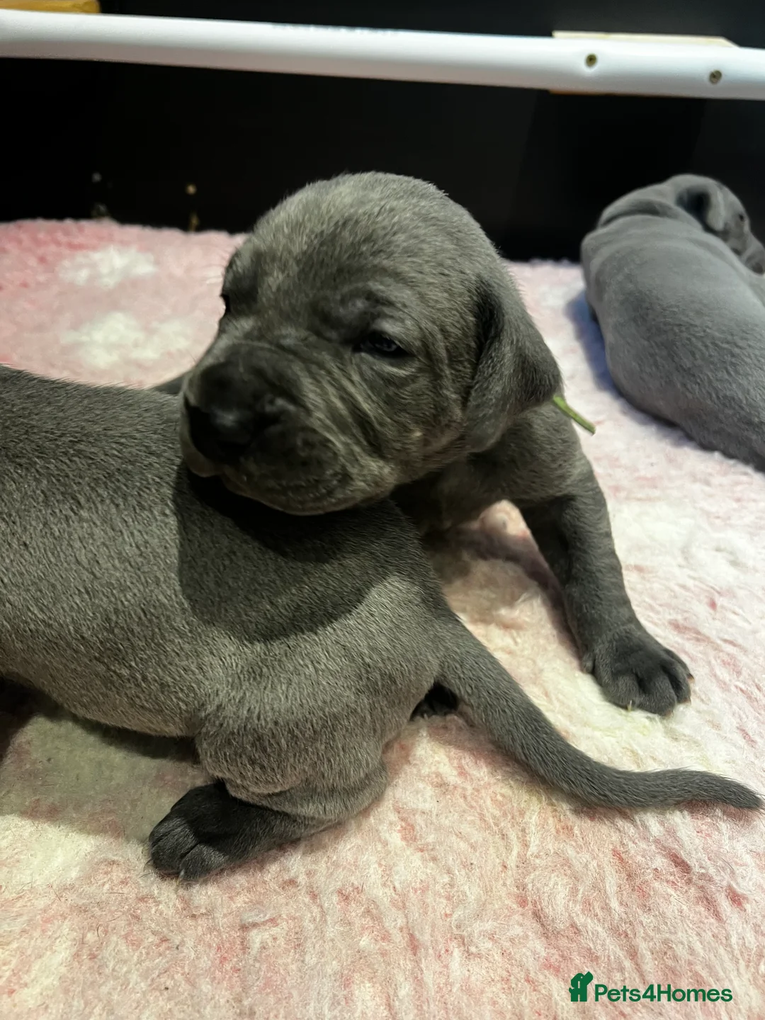 Great Dane dogs for sale: Solid Blue Great Dane Pups - Advert 7