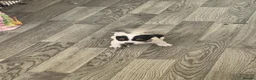 Mixed Breed dogs for sale: Jack Russell Cross French bulldog puppies for sale in Deal - Advert 6