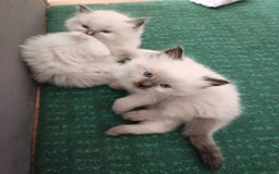 Ragdoll cats for sale: 💞 Beautiful Ragdoll 💞 - Image 7