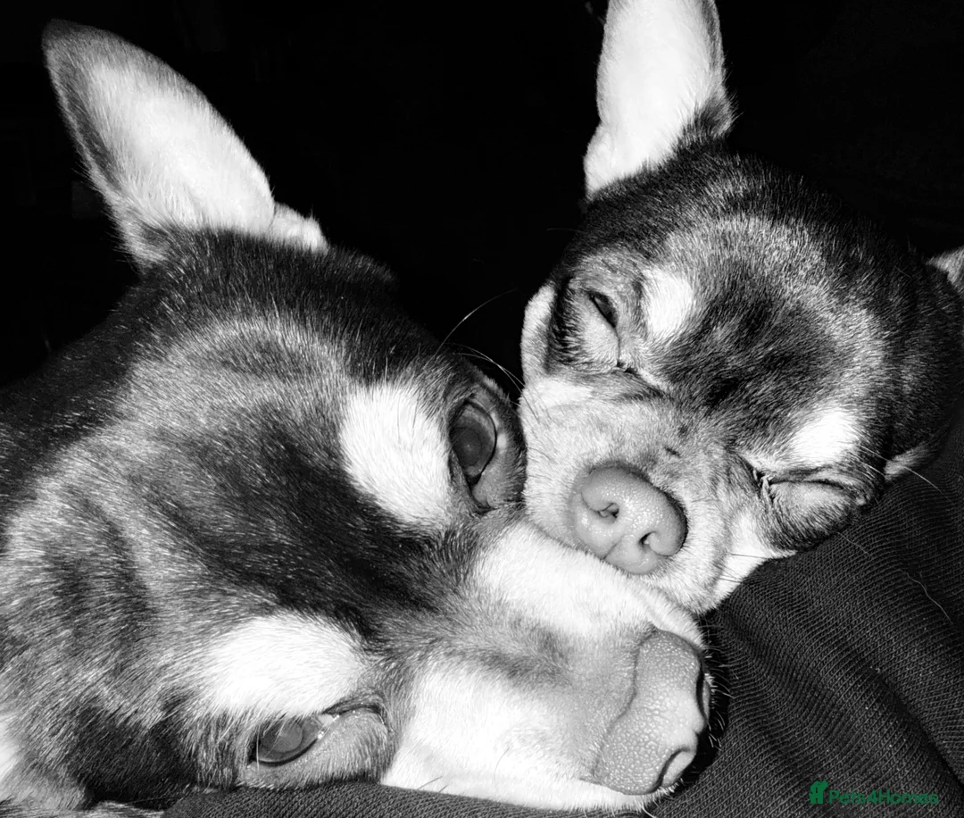 Chihuahua dogs for stud: Reggie the chocolate chi for stud in Ipswich - Advert 12