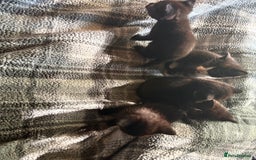 American Shorthair cats for sale: 5 black and white kittens for forever home - Image 15