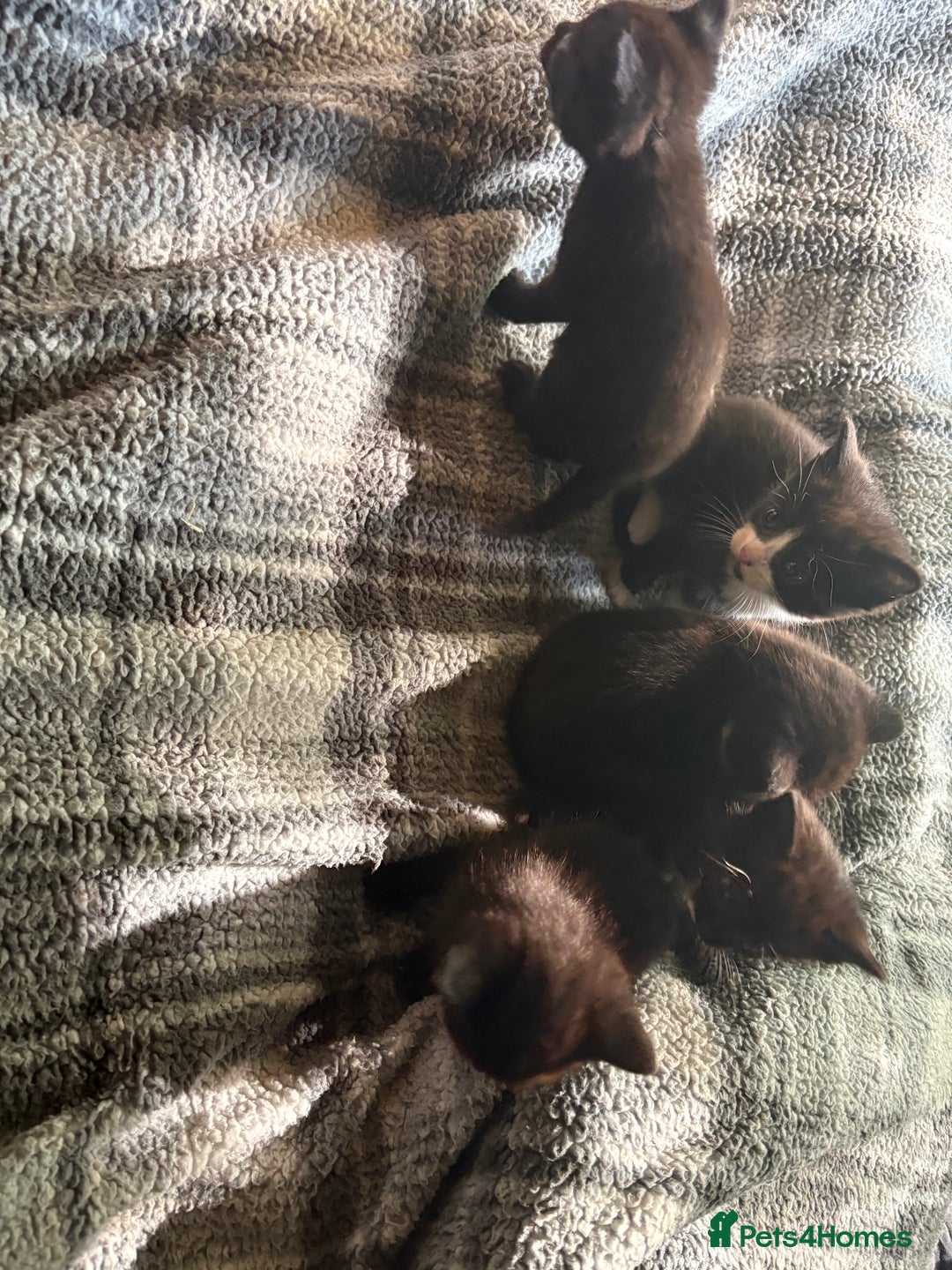 American Shorthair cats for sale: 5 black and white kittens for forever home - Image 15