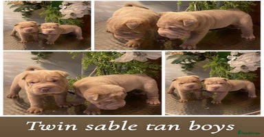 Shar Pei dogs - Advert 11