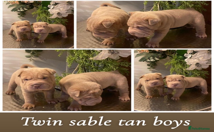 Shar Pei dogs - Advert 6