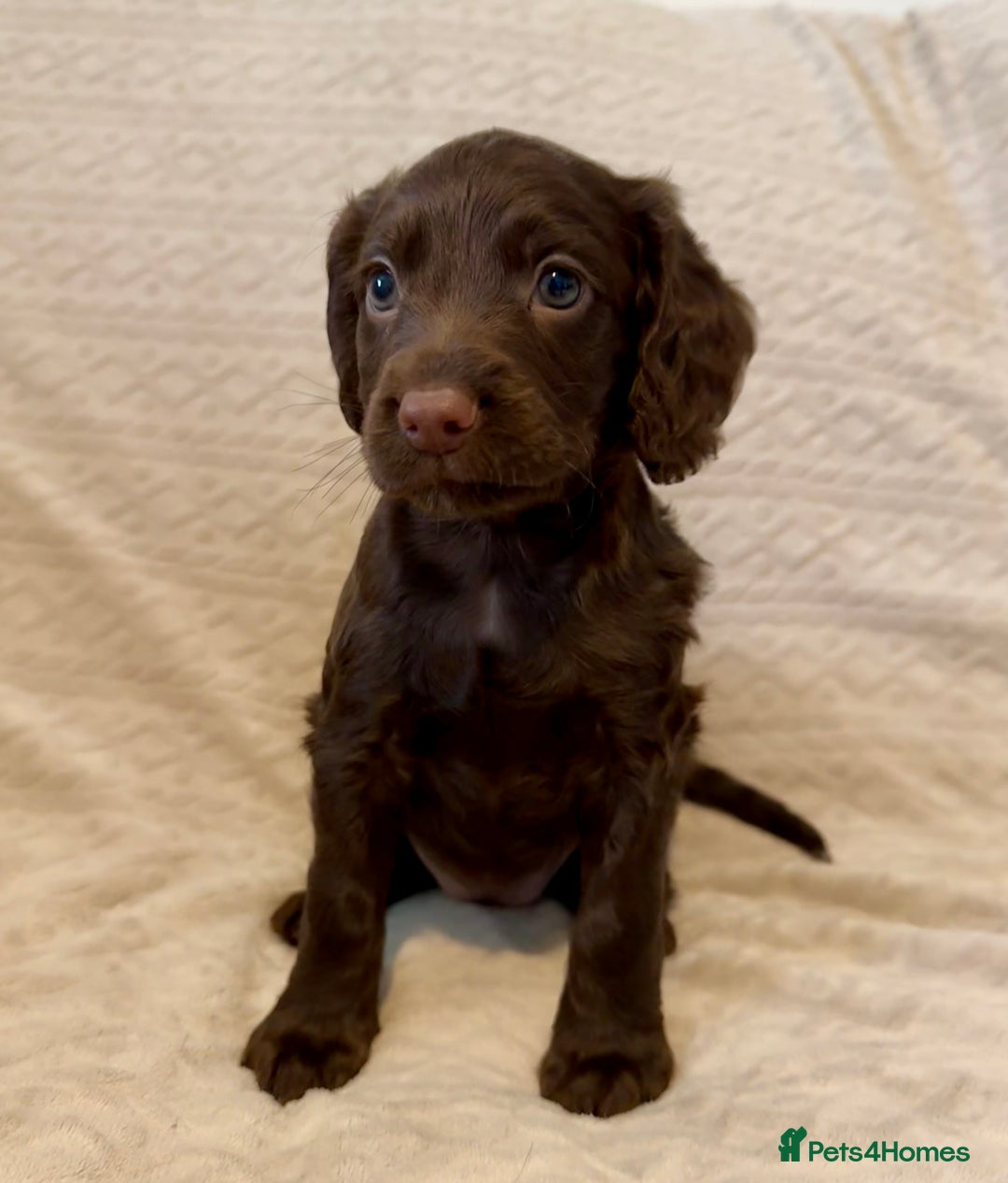 Cocker Spaniel dogs for sale: Last red girl left ready to leave now - Advert 9