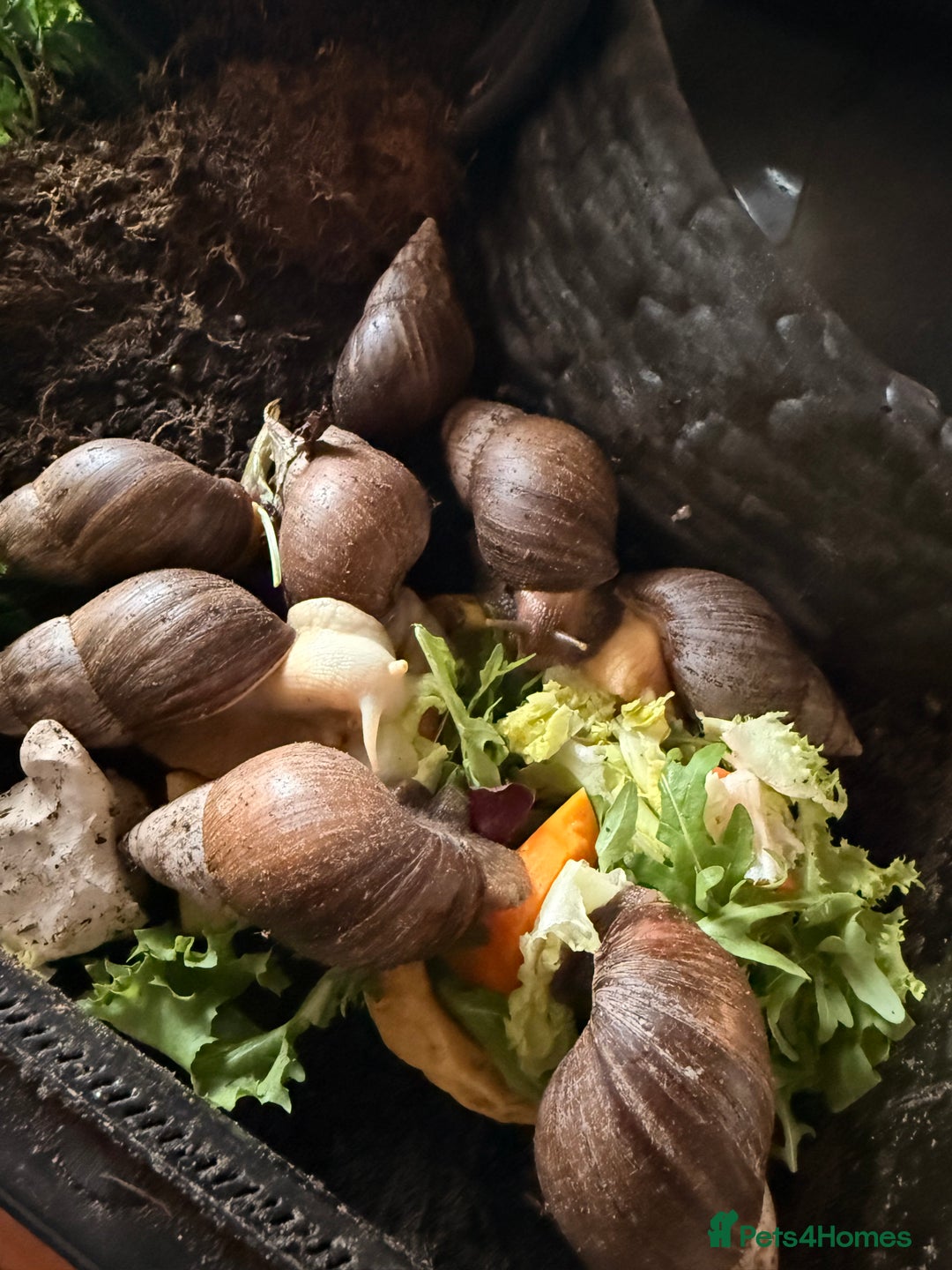 Snails invertebrates for sale: Giant African Land Snail  - Advert 5