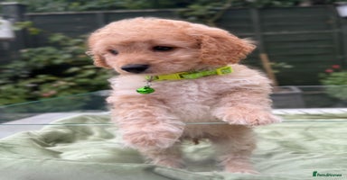 Cockapoo dogs - Advert 2