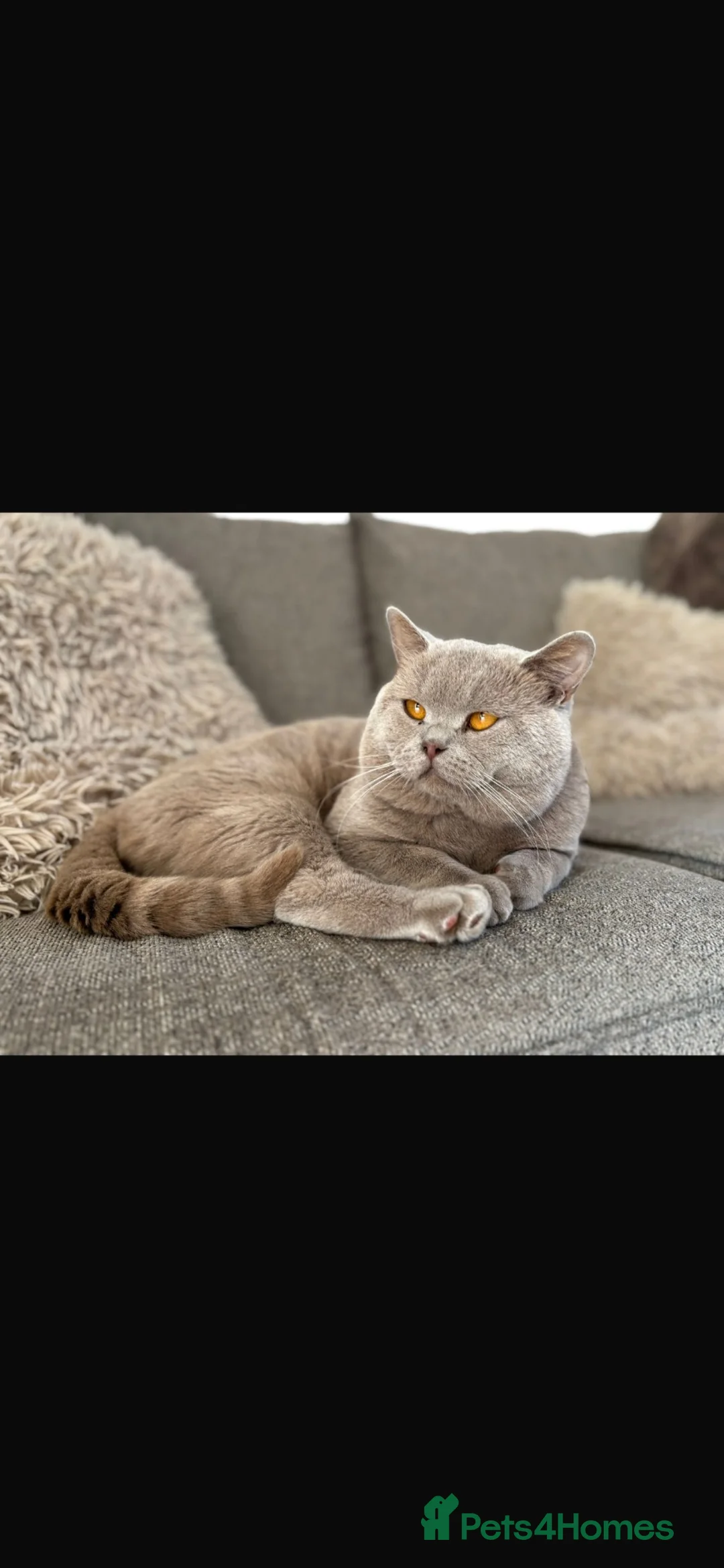 British Shorthair cats for sale: British shorthair kitten  - Advert 2