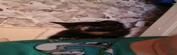 Mixed Breed cats for sale: Kittens looking for there forever home  - Advert 4