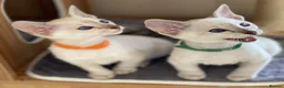 Siamese cats for sale: GCCF Registered Traditional Siamese Kittens.  - Advert 12