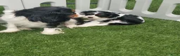 Cavalier King Charles Spaniel dogs for sale: KC Cavalier King Charlies boy! - Advert 4