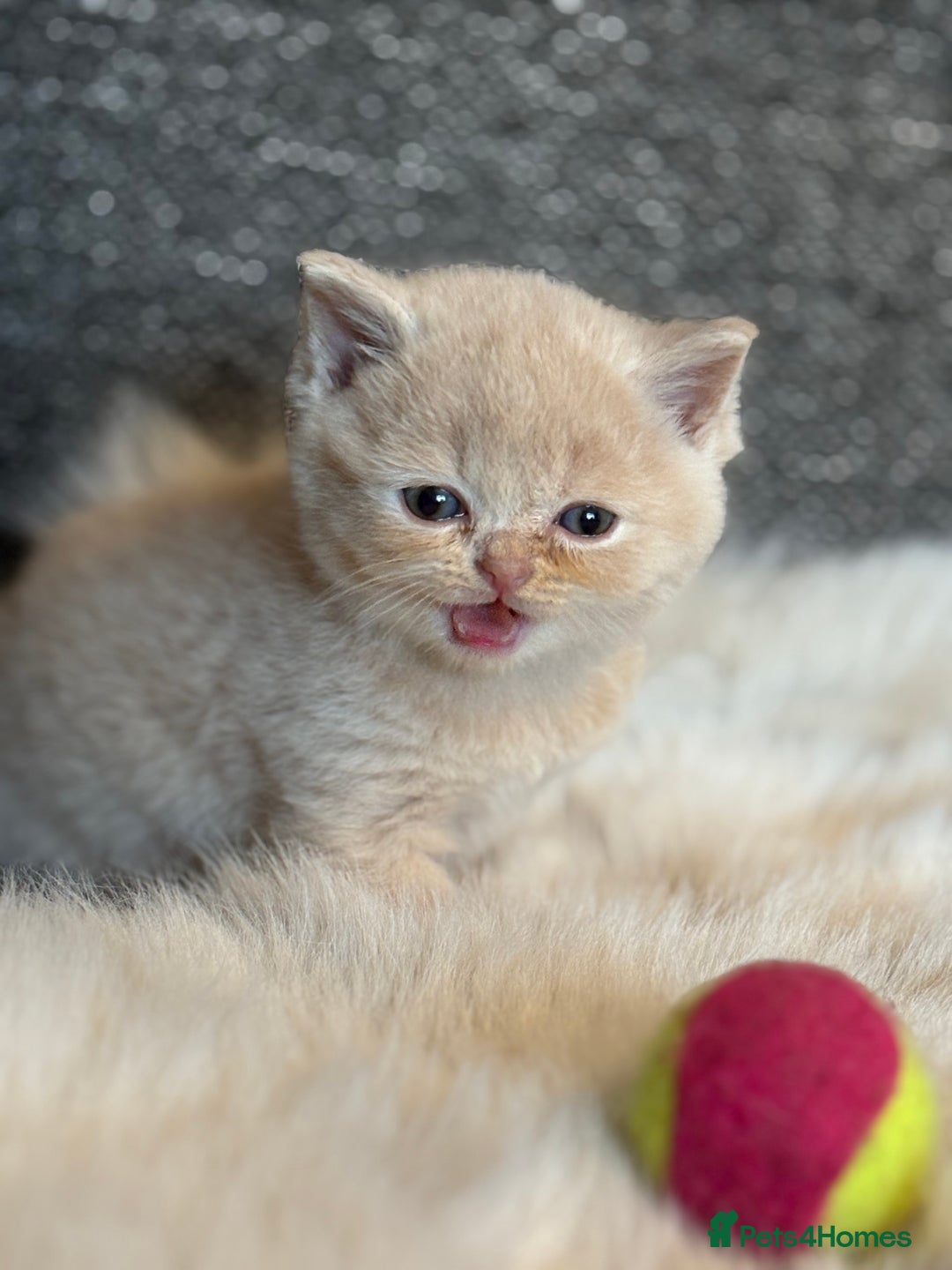 British Shorthair cats for sale: British Shorthair Kittens - Image 27