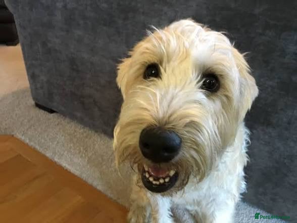 Mixed Breed dogs for sale: Whoodle pppies  - Advert 3