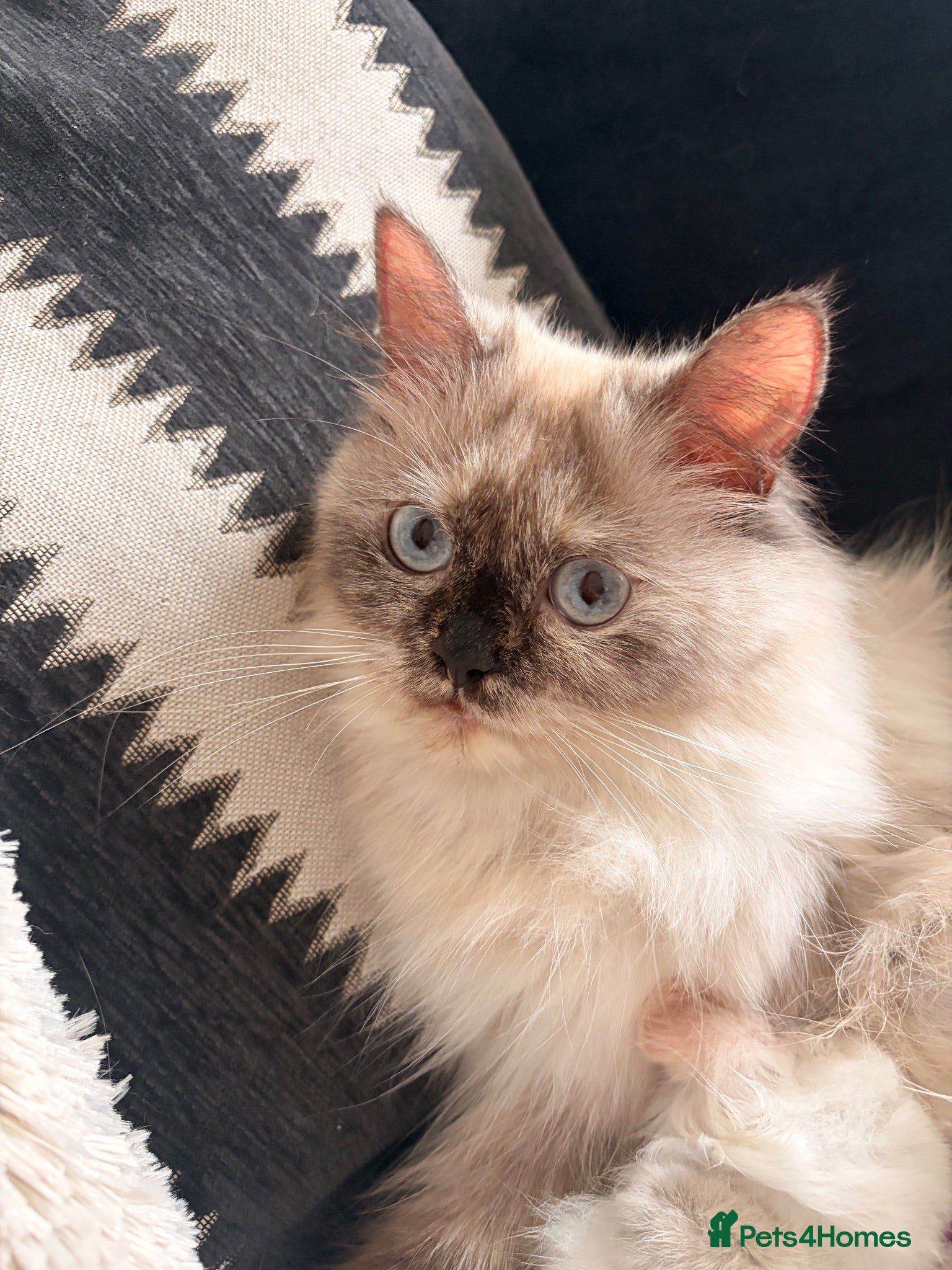 Ragdoll cats for sale: We have 4 beautiful Ragdoll Kittens - Advert 1