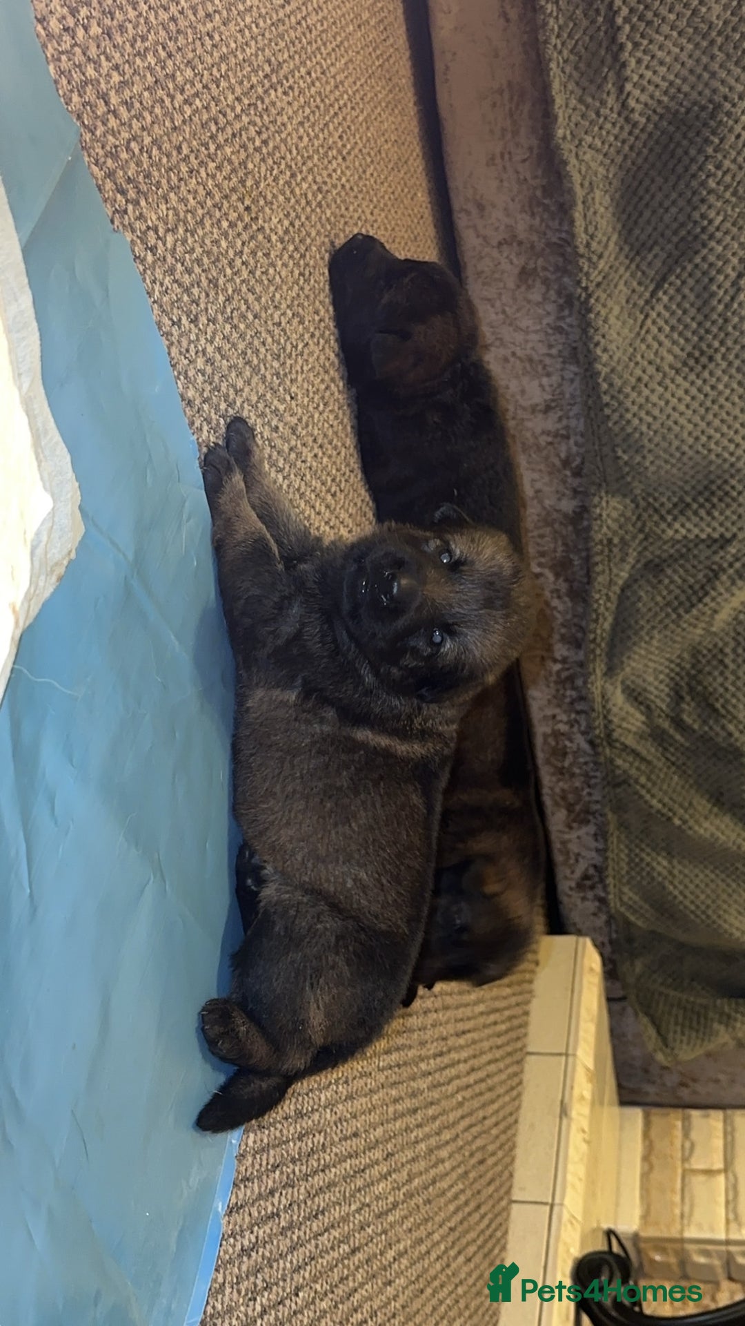 German Shepherd dogs for sale: 7 stunning kc reg working German shepherd pups - Image 7