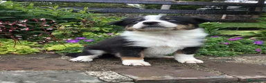 Border Collie Puppy 6